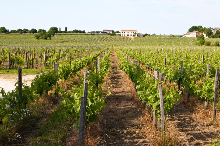 Saint-Emilion wineries